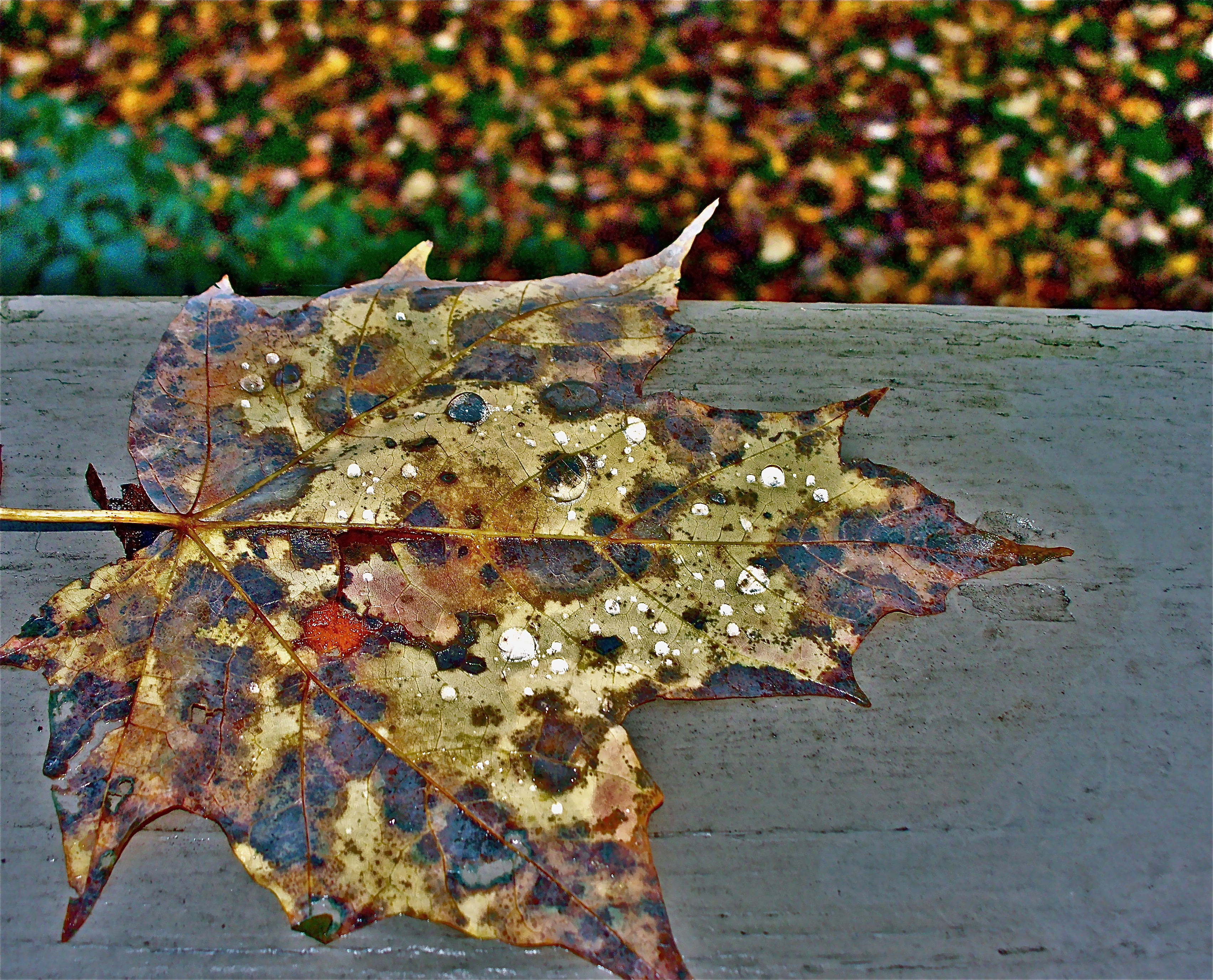 Heart Leaf