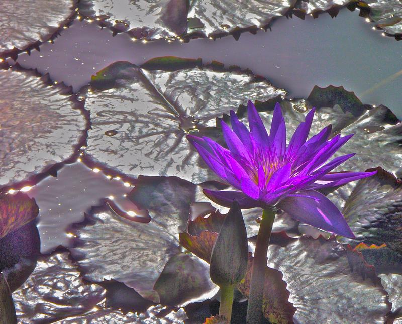 WATER LILY